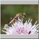 Lasioglossum cf calceatum - Furchenbiene m04.jpg
